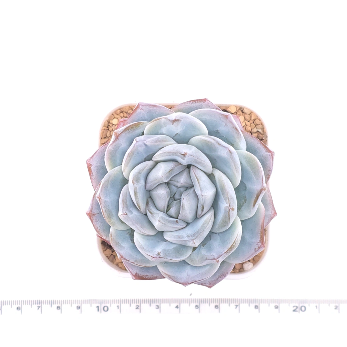 Echeveria ‘Ice Green’ | 冰玉 thumbnail 4