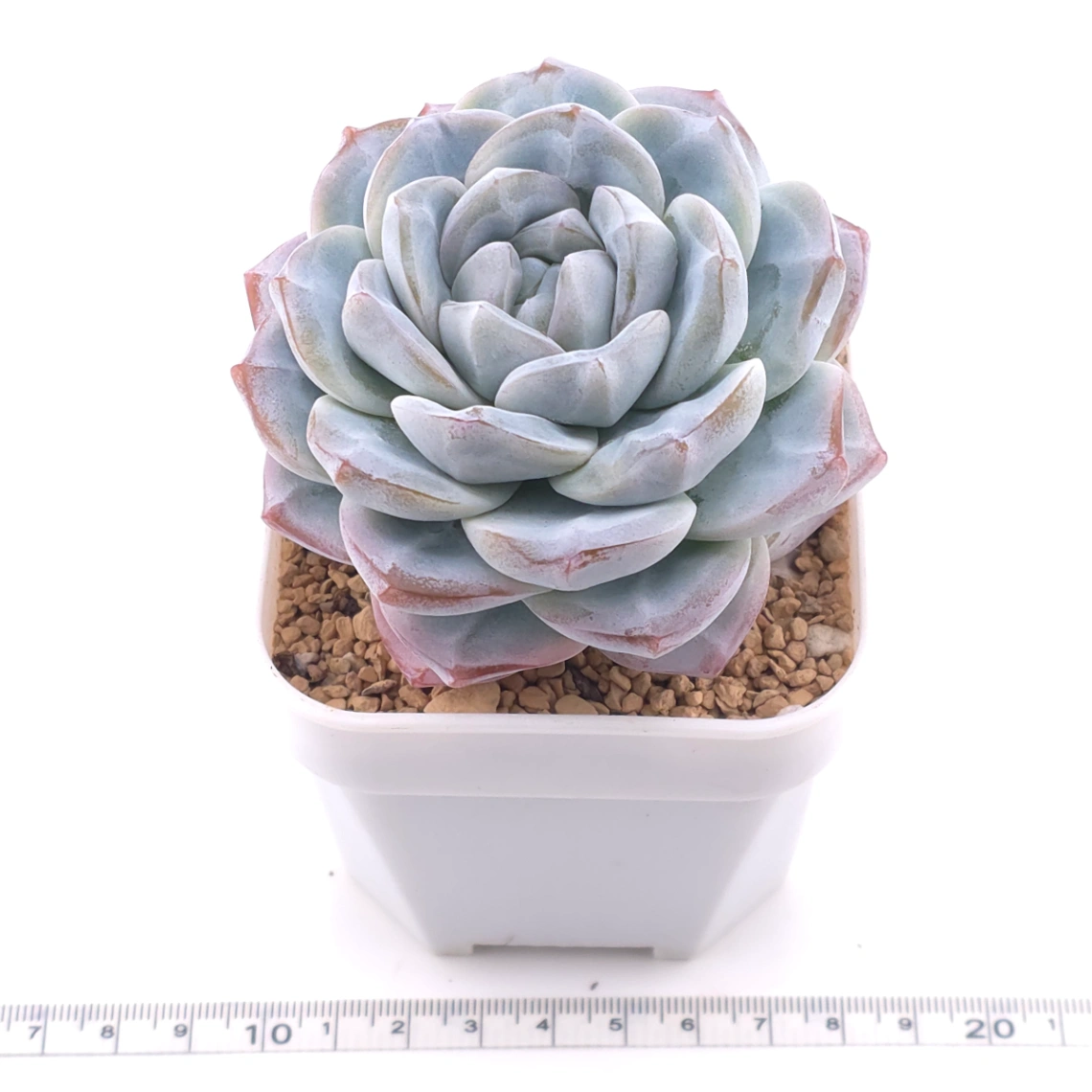 Echeveria ‘Ice Green’ | 冰玉 thumbnail 3