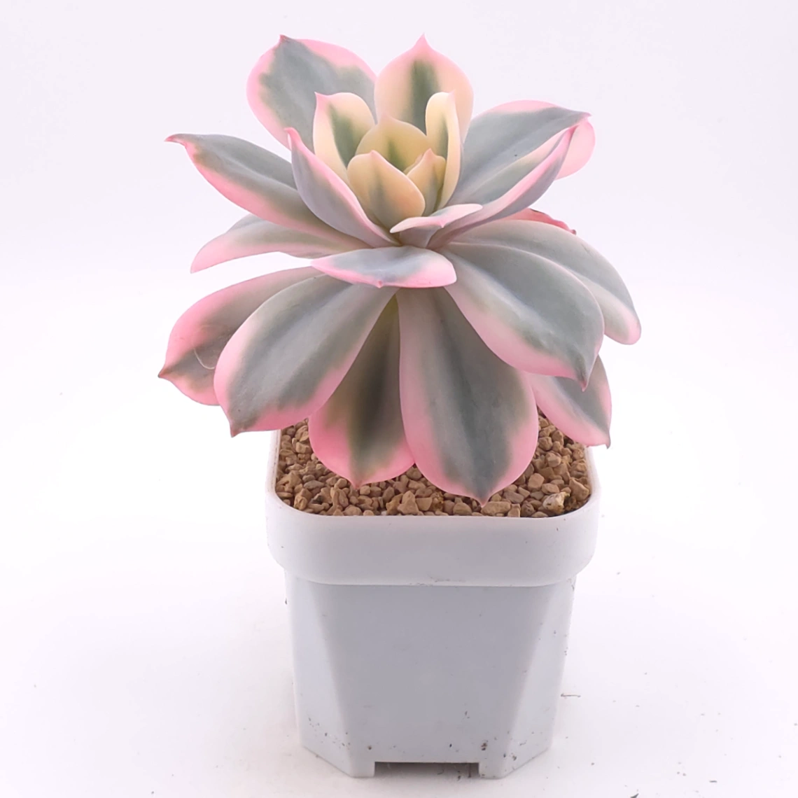 Echeveria ‘Imbricata’ variegated | 七福神錦 thumbnail 2