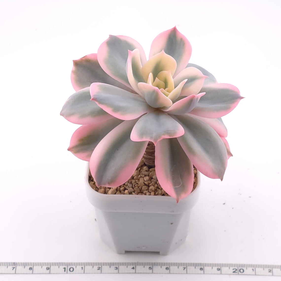 Echeveria ‘Imbricata’ variegated | 七福神錦 thumbnail 3
