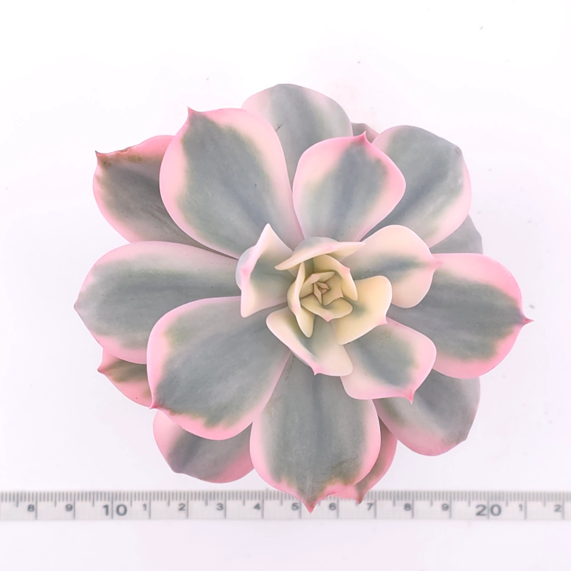 Echeveria ‘Imbricata’ variegated | 七福神錦 thumbnail 4