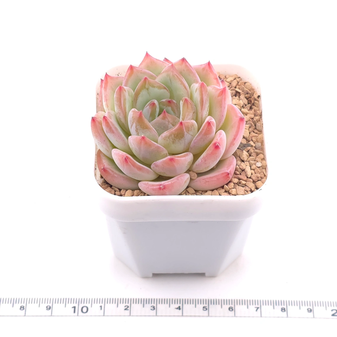 Echeveria ‘Jade Glow’ | 玉輝石蓮 thumbnail 3