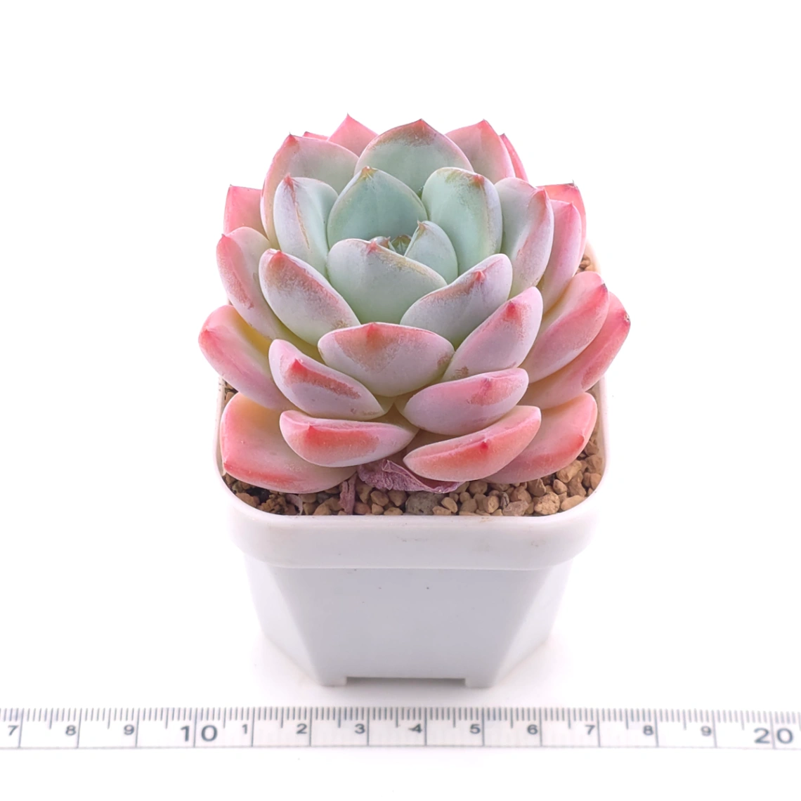 Echeveria ‘Star Mark’ | 全明星 thumbnail 3