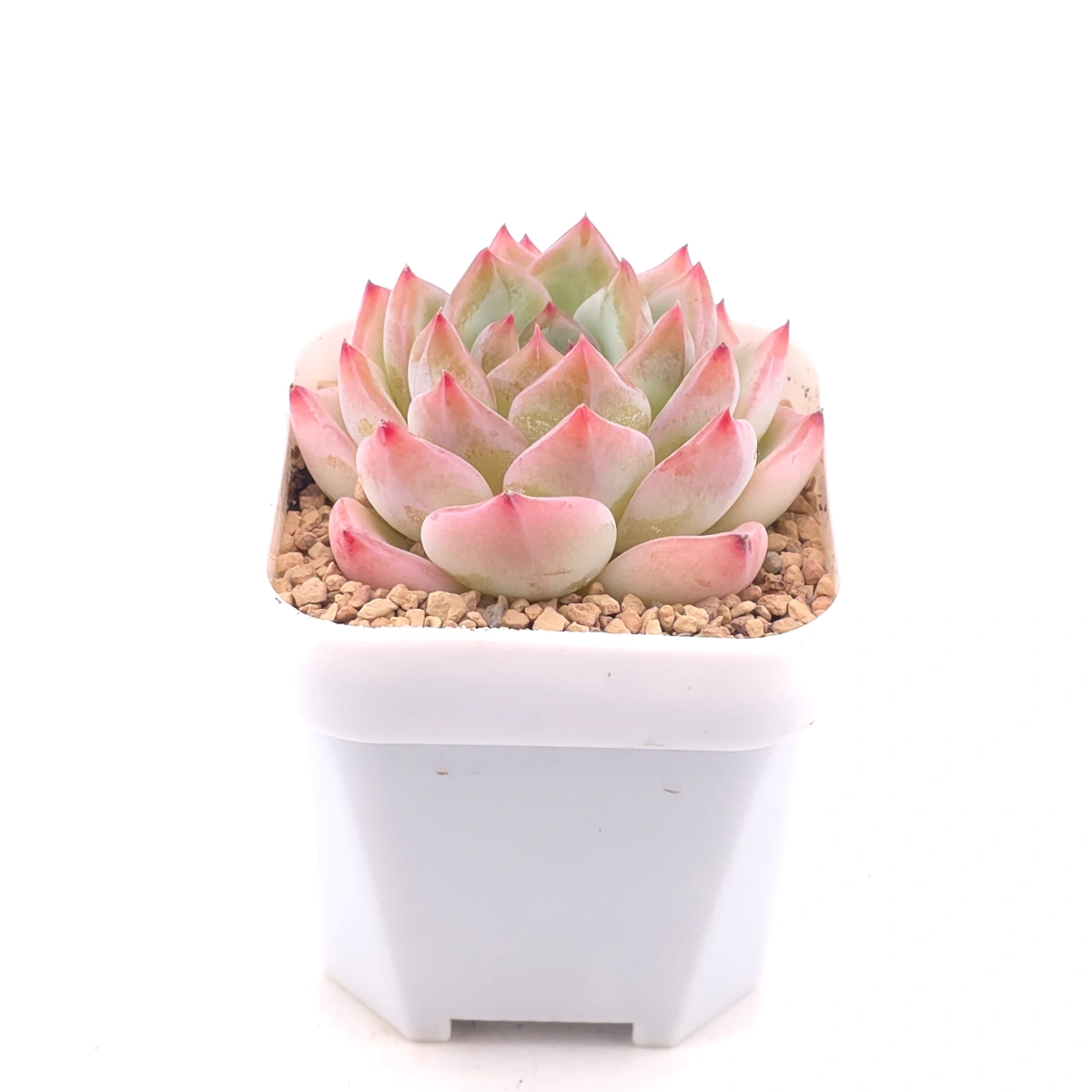 Echeveria ‘Jade Glow’ | 玉輝石蓮 thumbnail 2