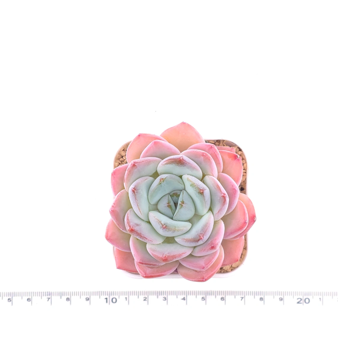 Echeveria ‘Star Mark’ | 全明星 thumbnail 4
