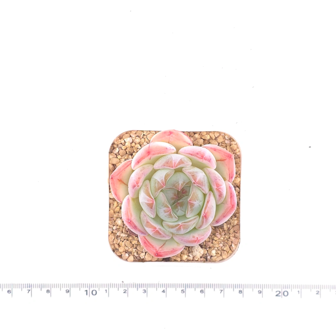Echeveria ‘Jade Glow’ | 玉輝石蓮 thumbnail 4