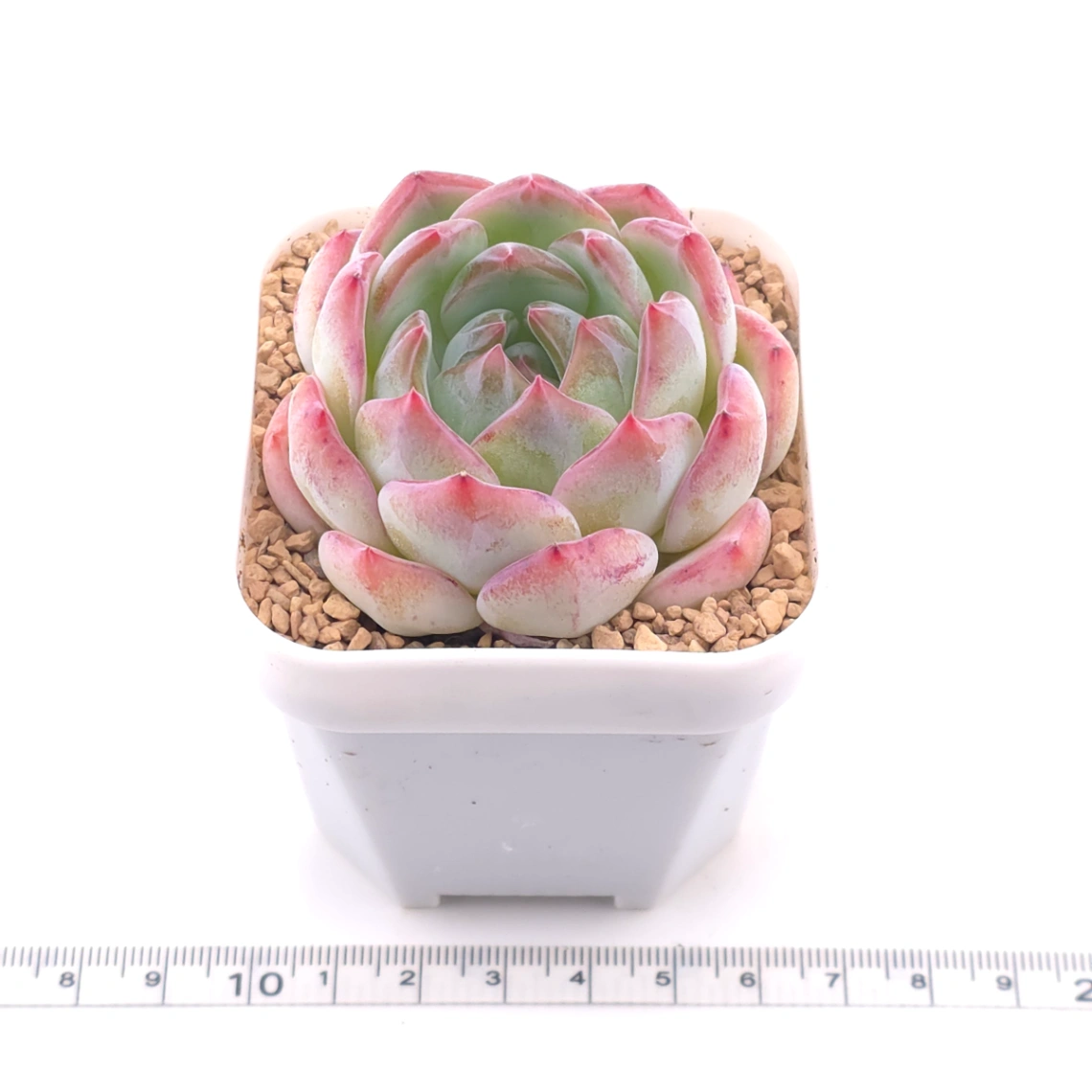 Echeveria ‘Jade Glow’ | 玉輝石蓮 thumbnail 3