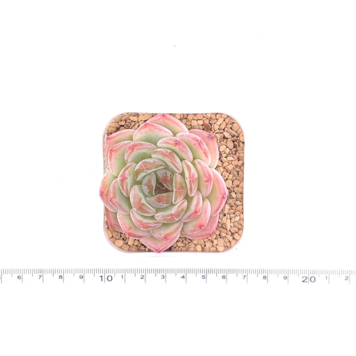 Echeveria ‘Jade Glow’ | 玉輝石蓮 thumbnail 4