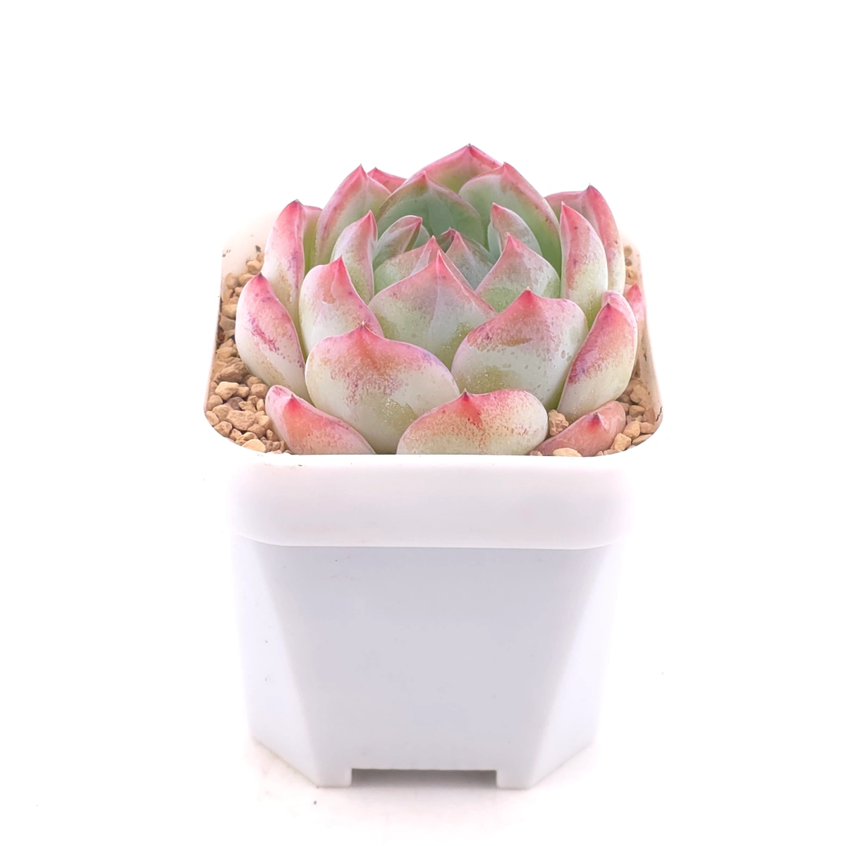 Echeveria ‘Jade Glow’ | 玉輝石蓮 thumbnail 2