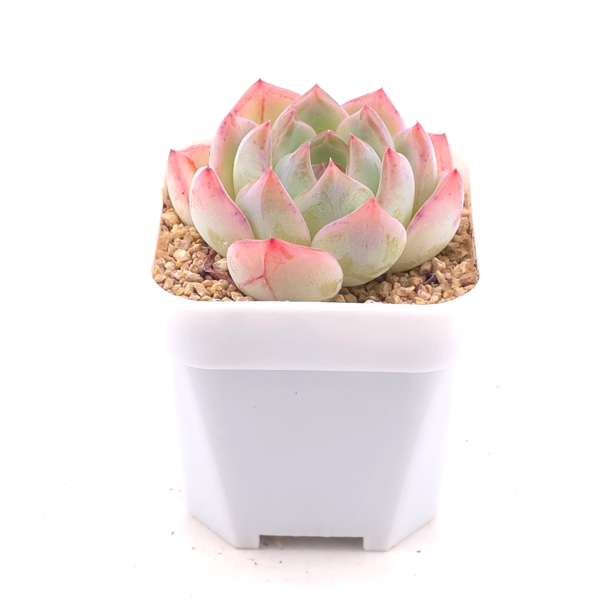 Echeveria ‘Jade Glow’ | 玉輝石蓮 thumbnail 2