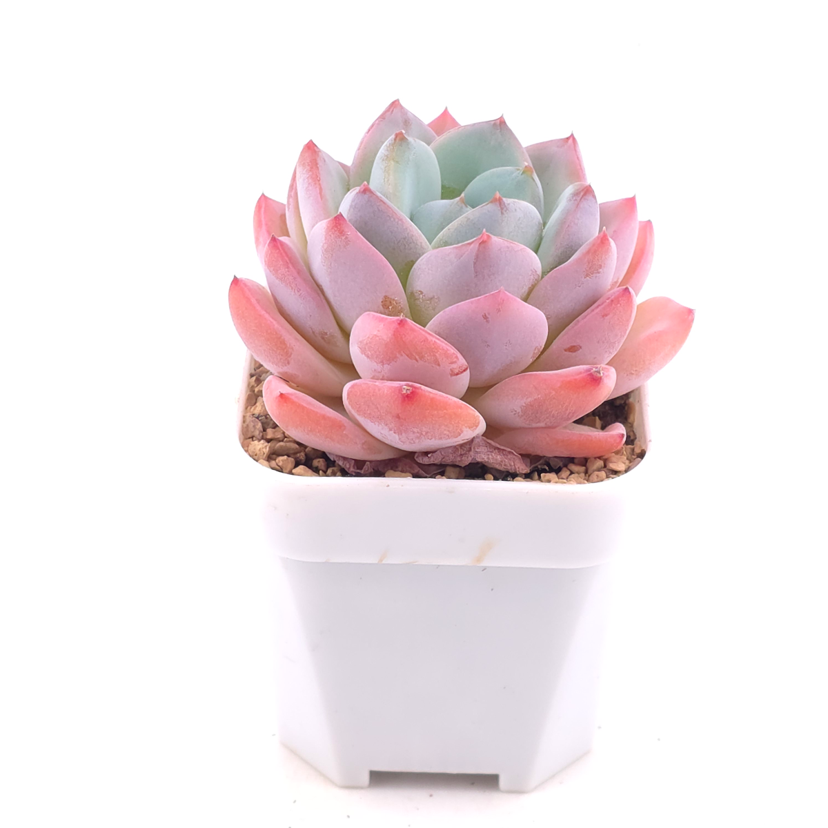 Echeveria ‘Star Mark’ | 全明星 thumbnail 2