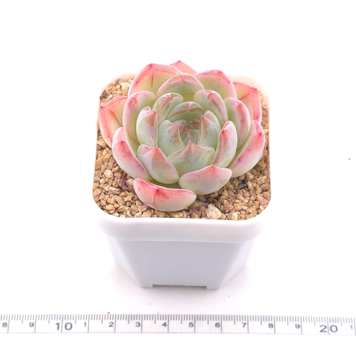 Echeveria ‘Jade Glow’ | 玉輝石蓮 thumbnail 3
