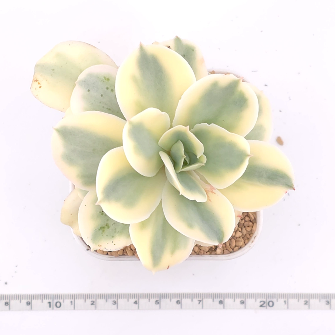 Echeveria ‘Japan Moon River’ variegated | 月亮河錦 thumbnail 4