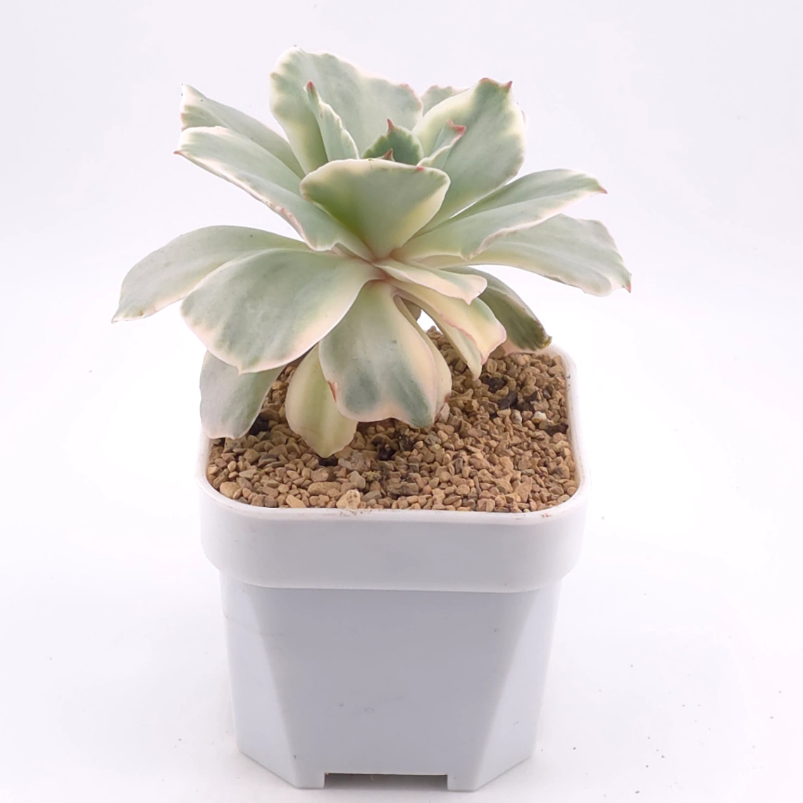 Echeveria ‘Japan Moon River’ variegated | 月亮河錦 thumbnail 2