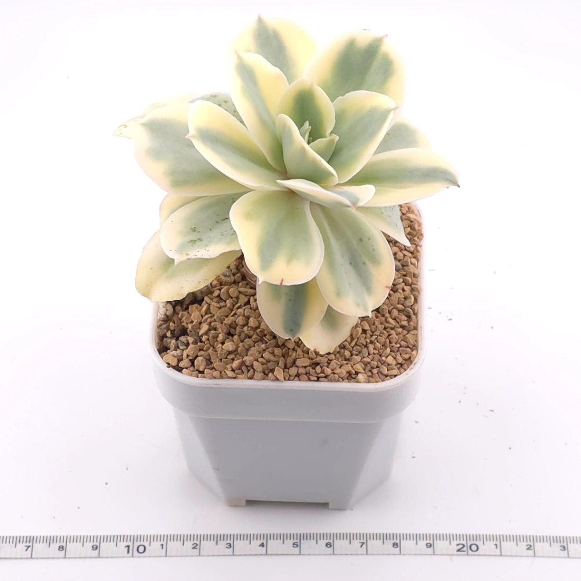 Echeveria ‘Japan Moon River’ variegated | 月亮河錦 thumbnail 3