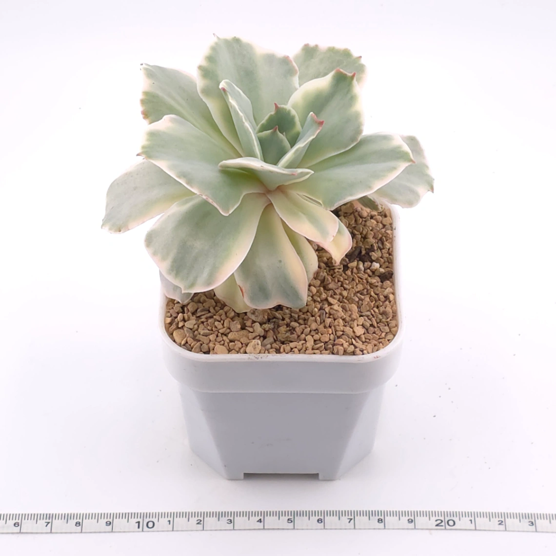 Echeveria ‘Japan Moon River’ variegated | 月亮河錦 thumbnail 3