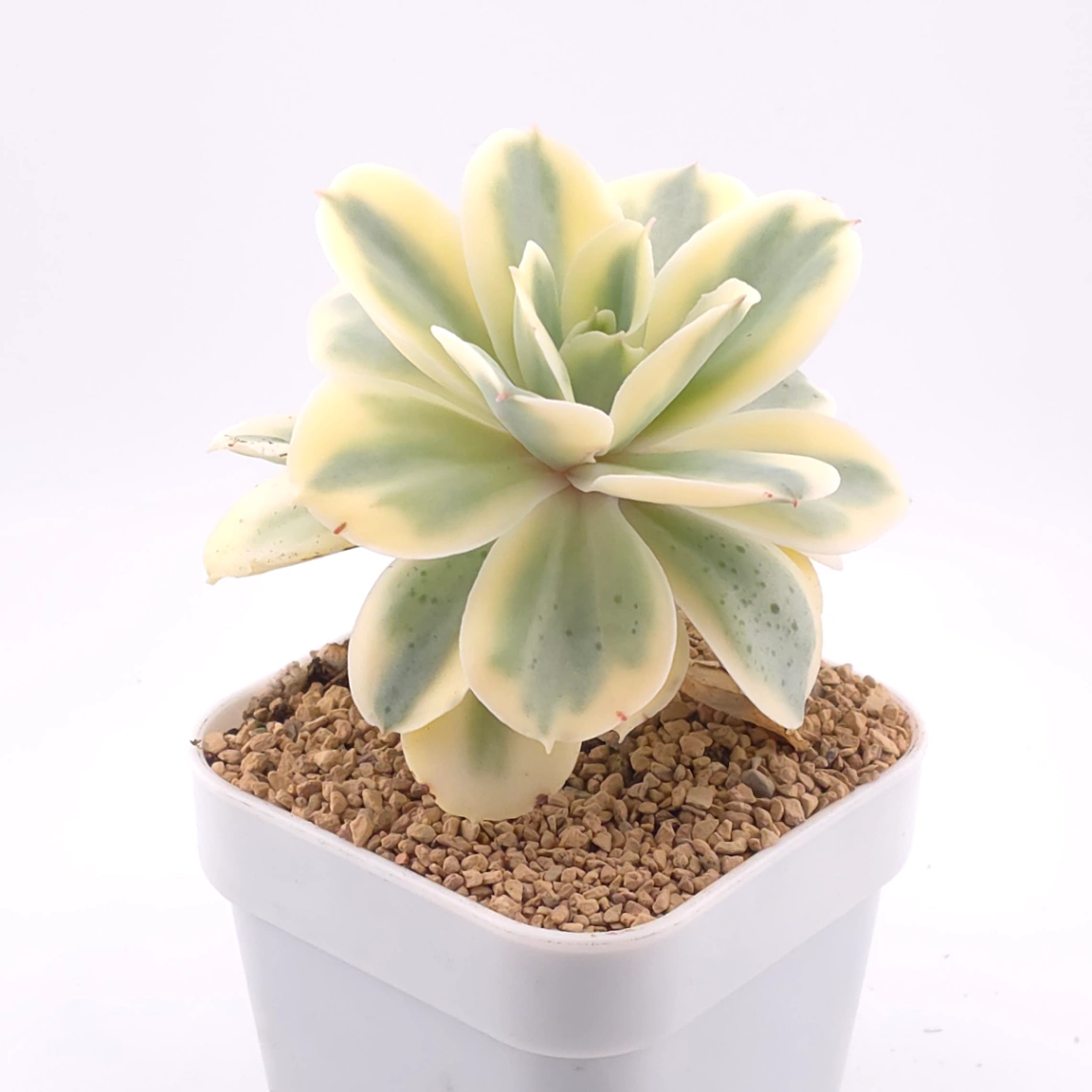 Echeveria ‘Japan Moon River’ variegated | 月亮河錦 thumbnail 2