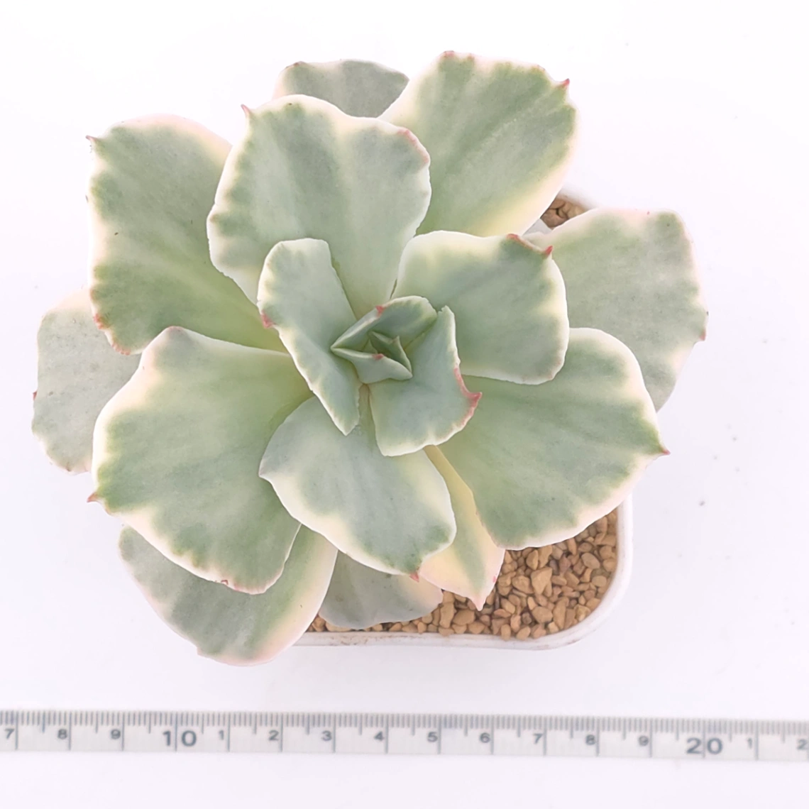 Echeveria ‘Japan Moon River’ variegated | 月亮河錦 thumbnail 4