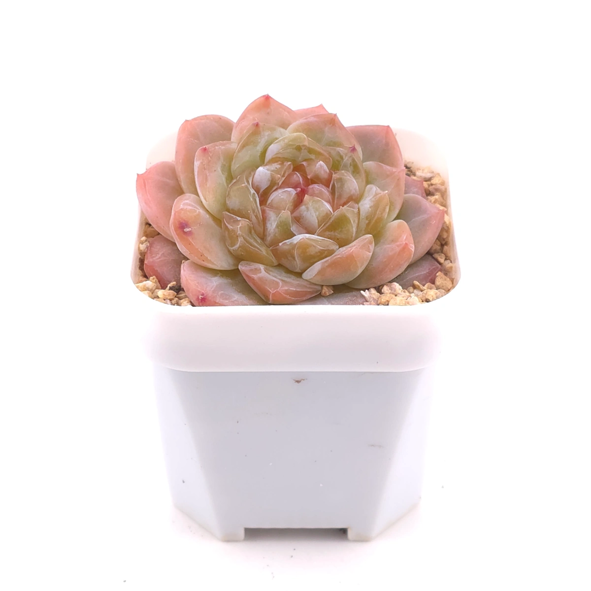 Echeveria ‘Jenny’ | 珍妮 thumbnail 2