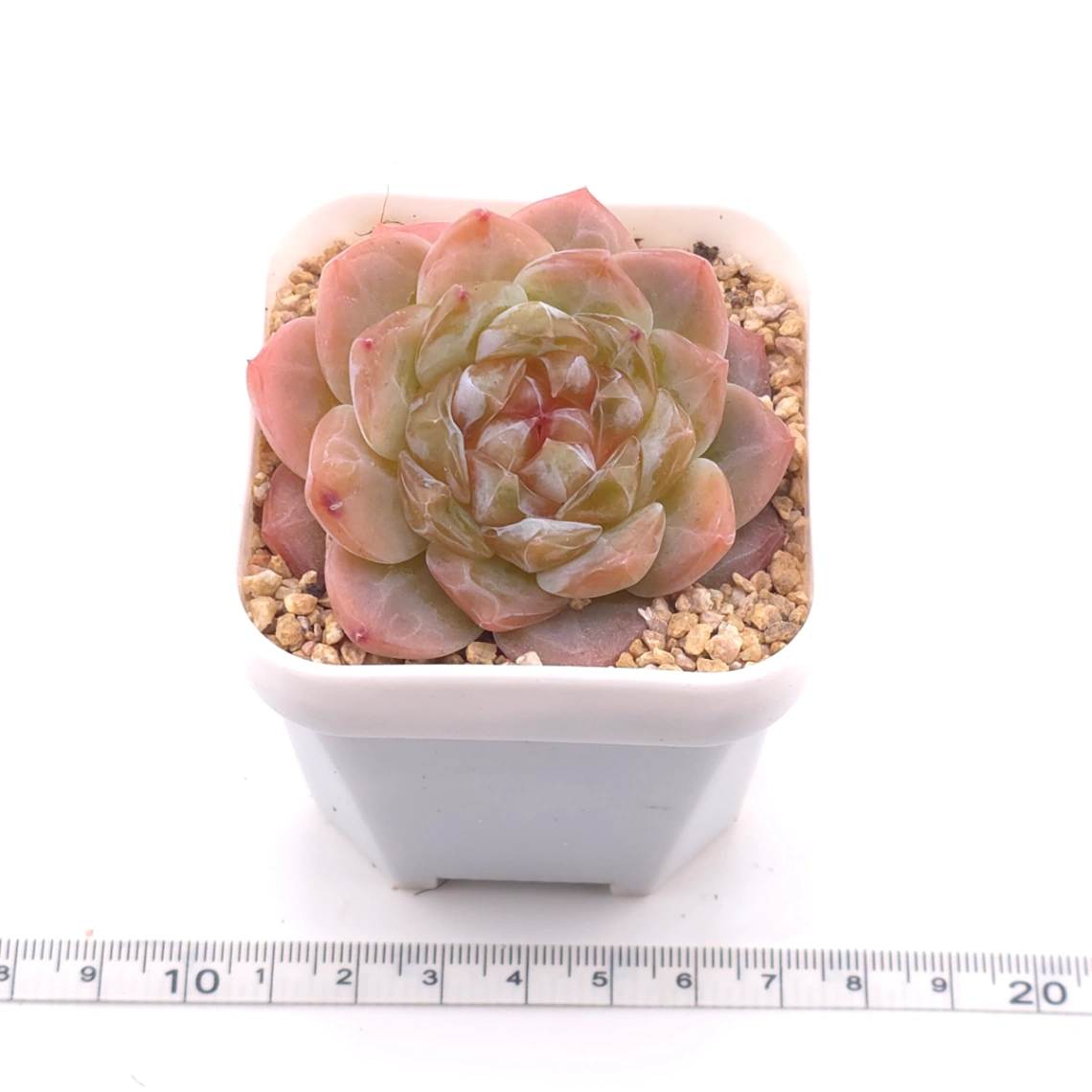 Echeveria ‘Jenny’ | 珍妮 thumbnail 3