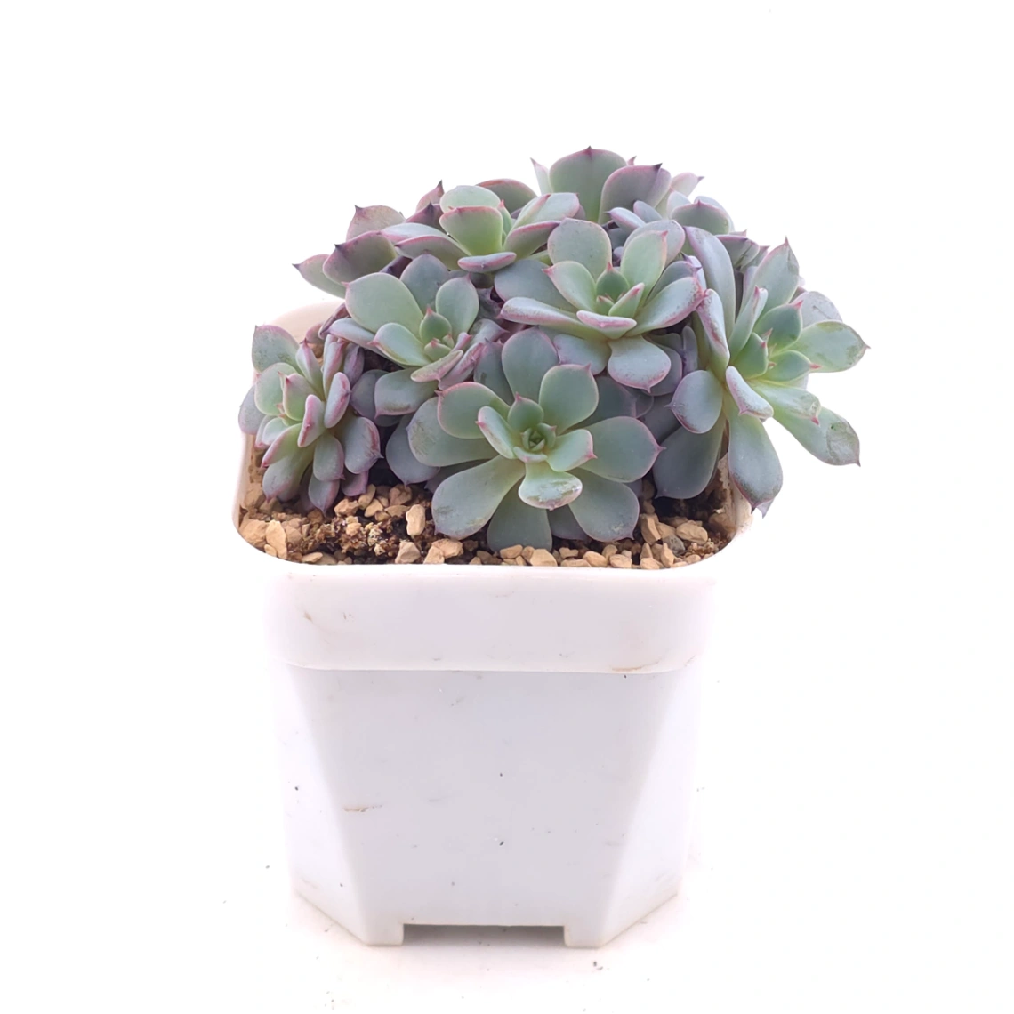 Echeveria ‘Laulensis’ | 勞倫斯 thumbnail 2
