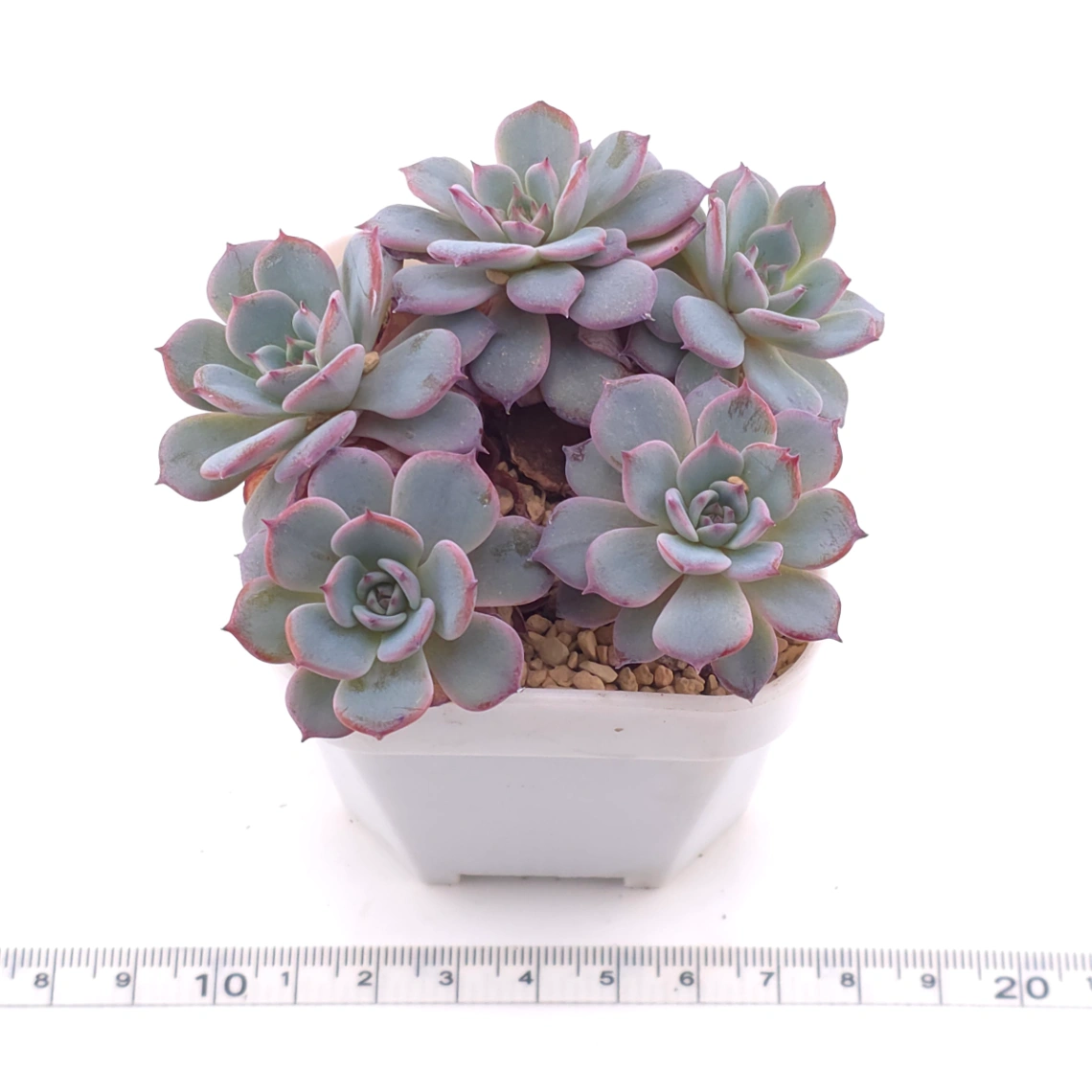 Echeveria ‘Laulensis’ | 勞倫斯 thumbnail 3