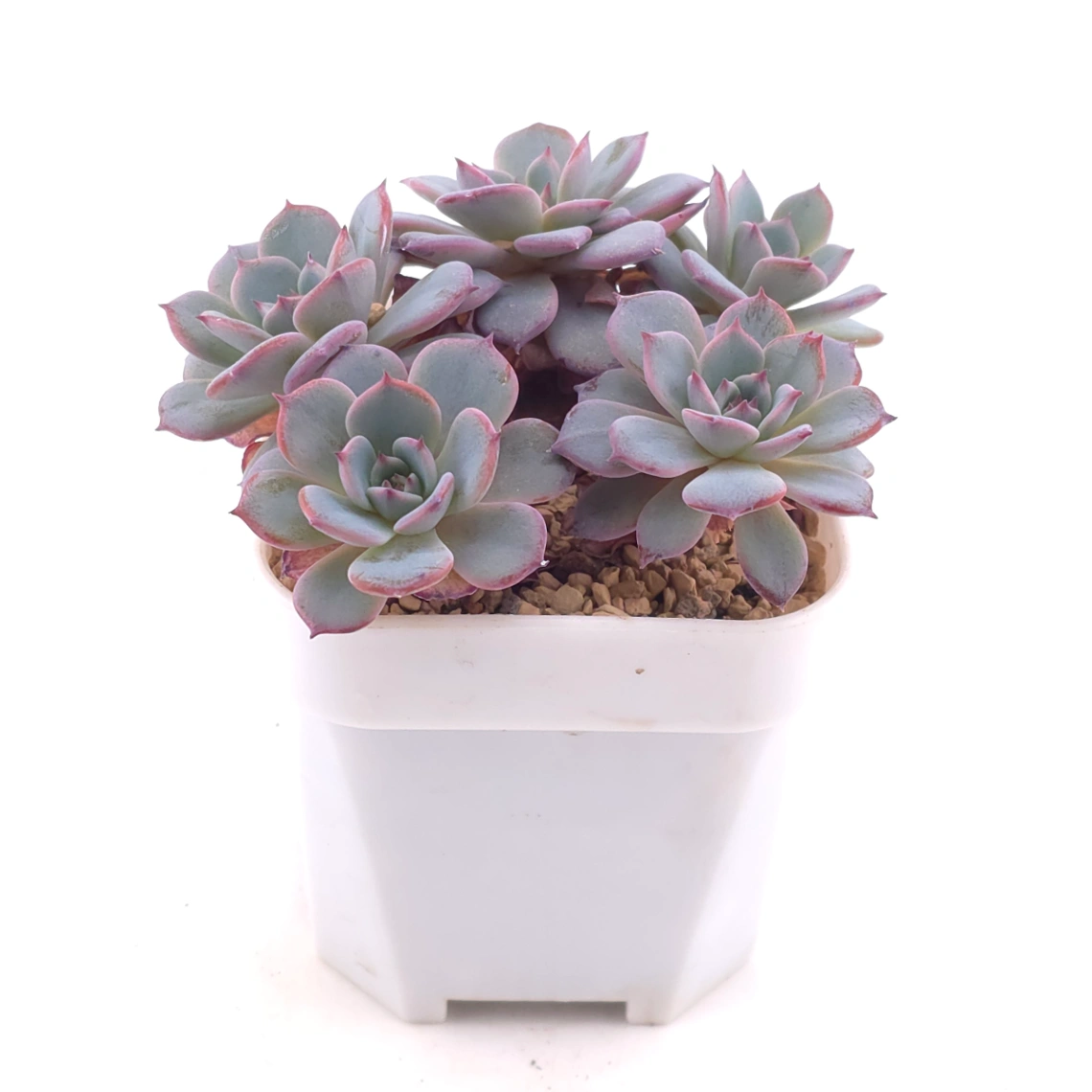 Echeveria ‘Laulensis’ | 勞倫斯 thumbnail 2