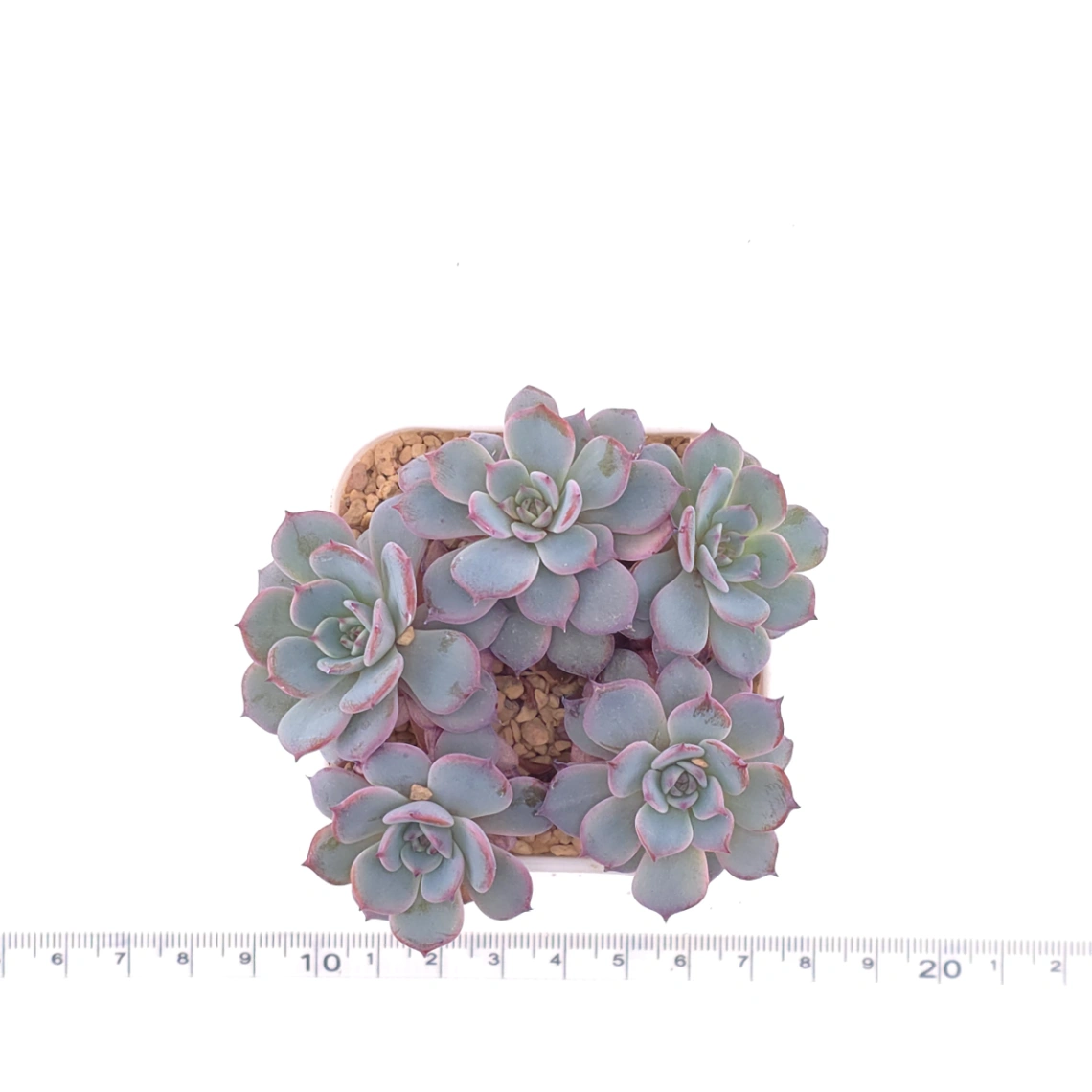 Echeveria ‘Laulensis’ | 勞倫斯 thumbnail 4