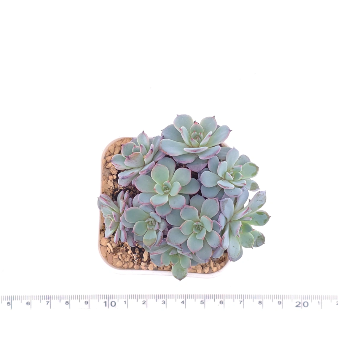 Echeveria ‘Laulensis’ | 勞倫斯 thumbnail 4