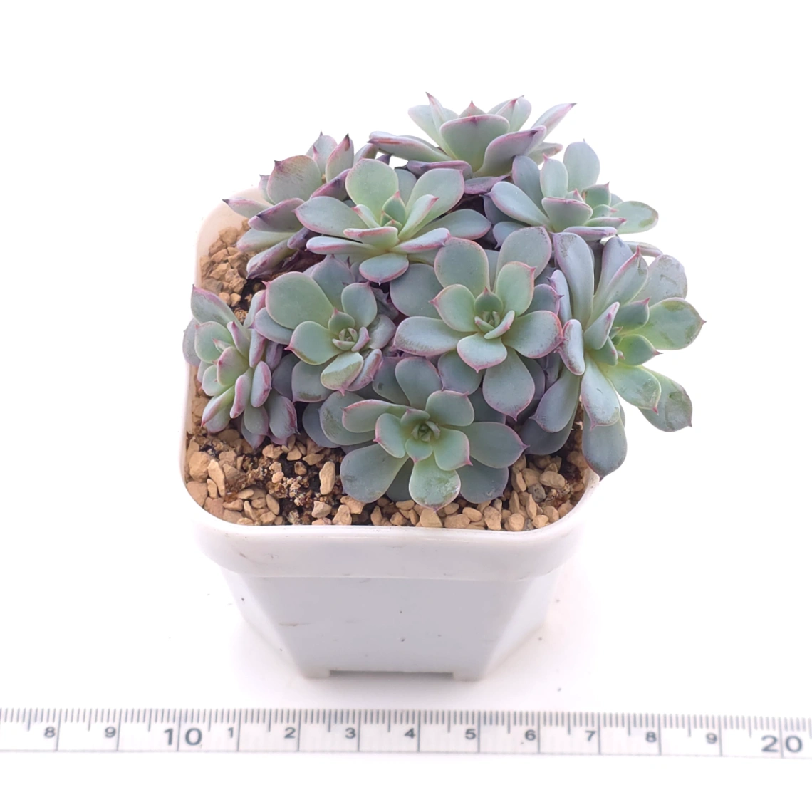Echeveria ‘Laulensis’ | 勞倫斯 thumbnail 3