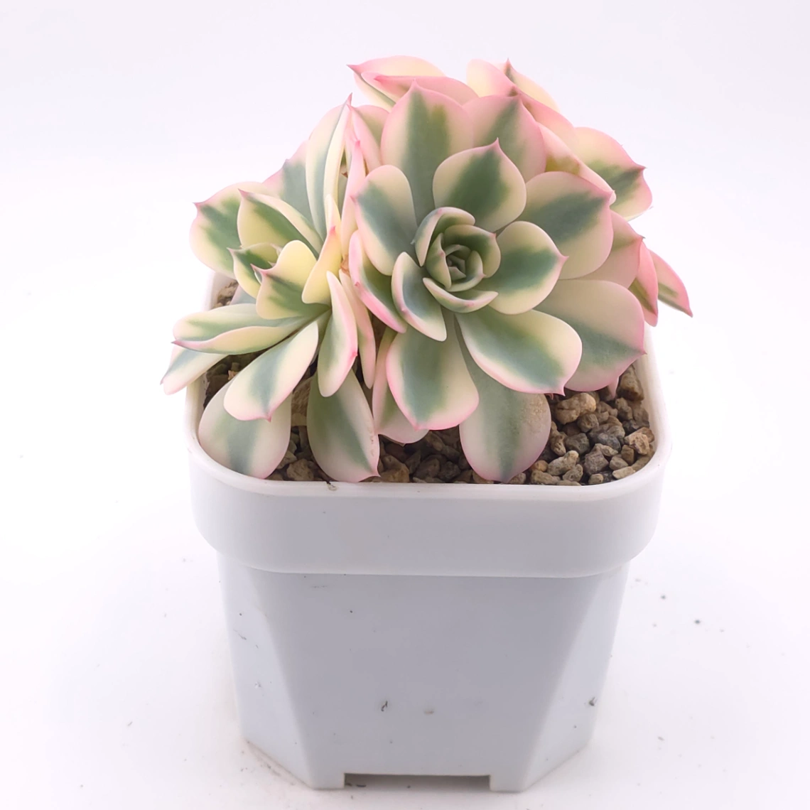 Echeveria ‘Lenore Dean / Compton Carousel’ variegated | 玉蝶錦 thumbnail 2