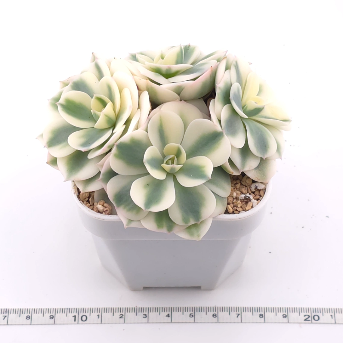 Echeveria ‘Lenore Dean / Compton Carousel’ variegated | 玉蝶錦 thumbnail 3