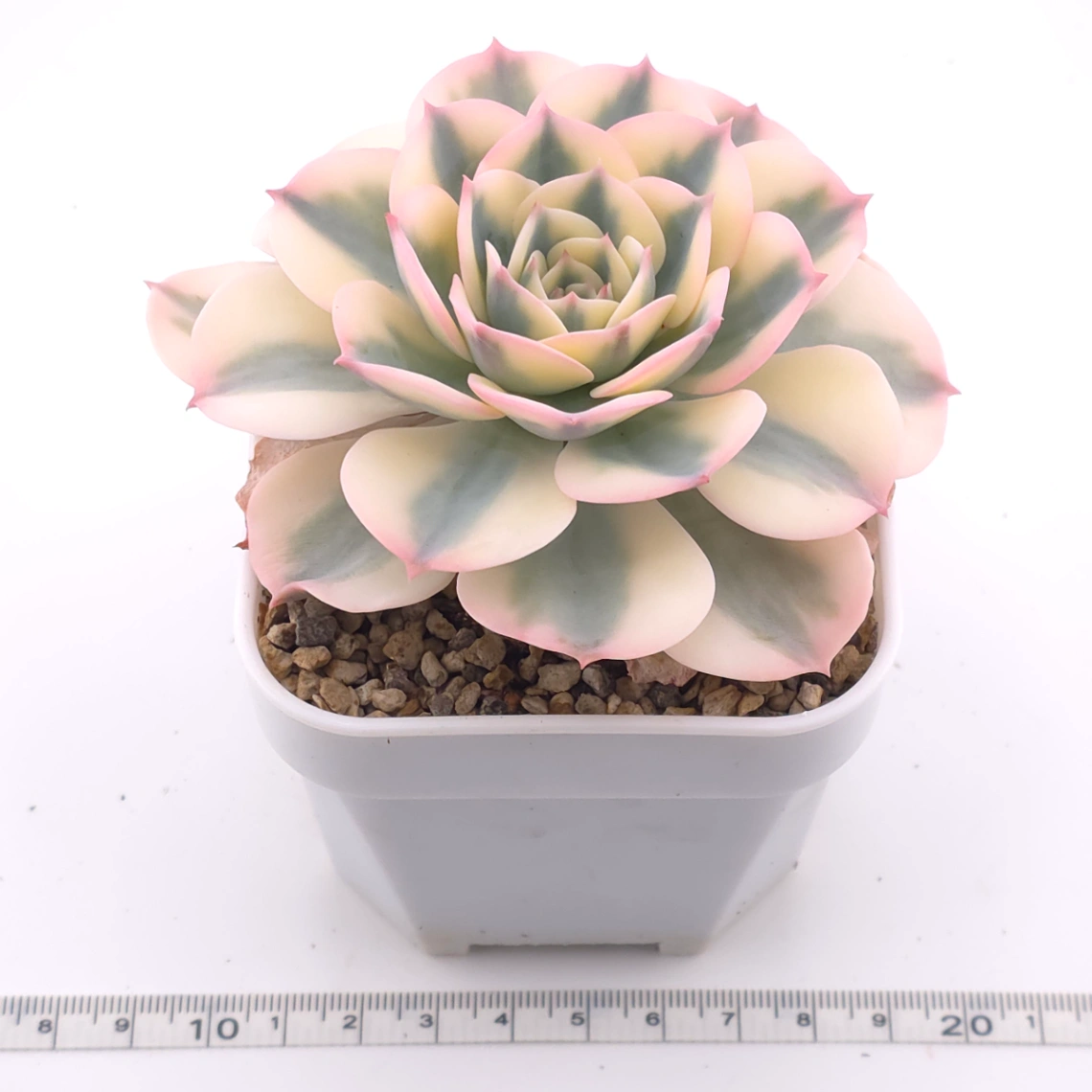 Echeveria ‘Lenore Dean / Compton Carousel’ variegated | 玉蝶錦 thumbnail 3