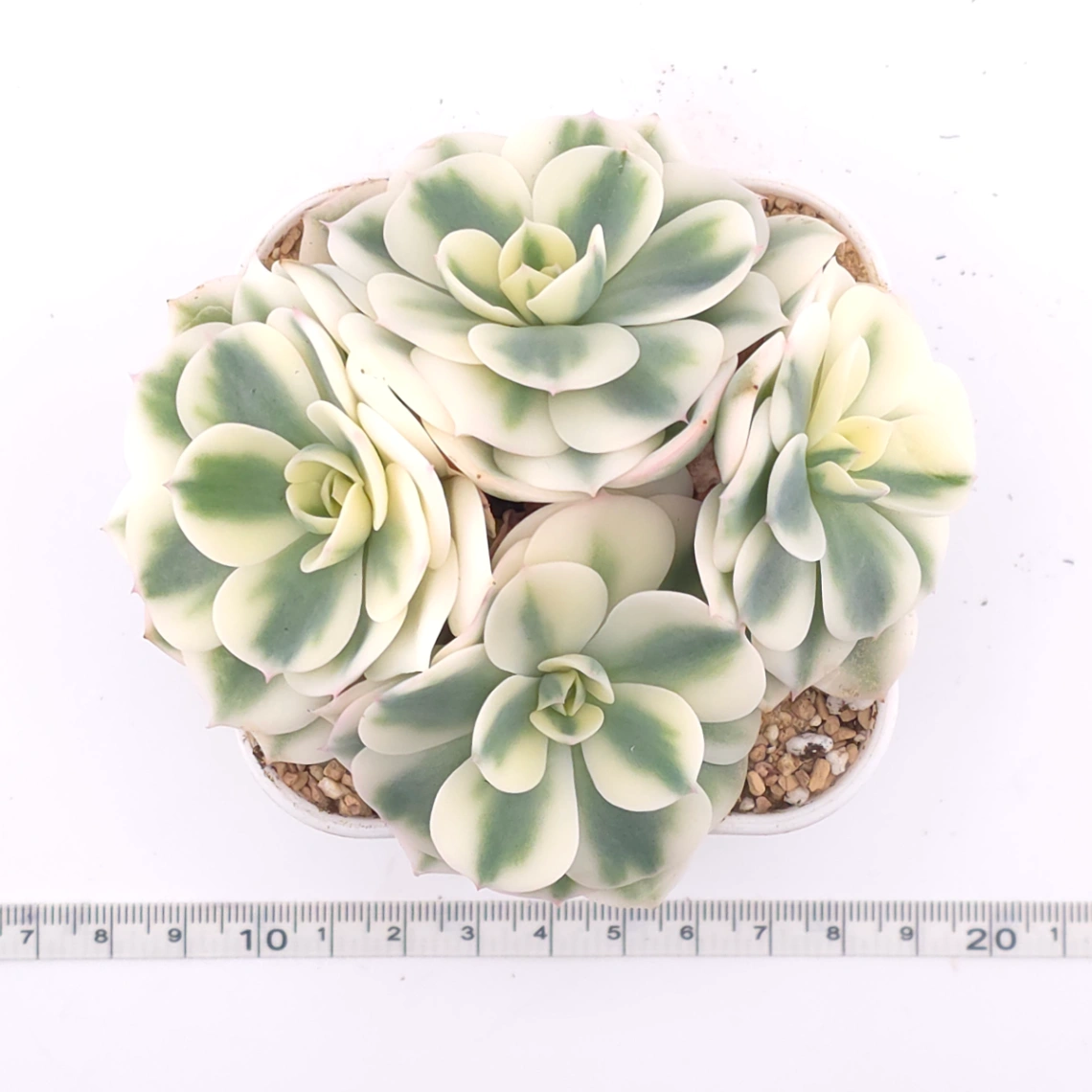 Echeveria ‘Lenore Dean / Compton Carousel’ variegated | 玉蝶錦 thumbnail 4