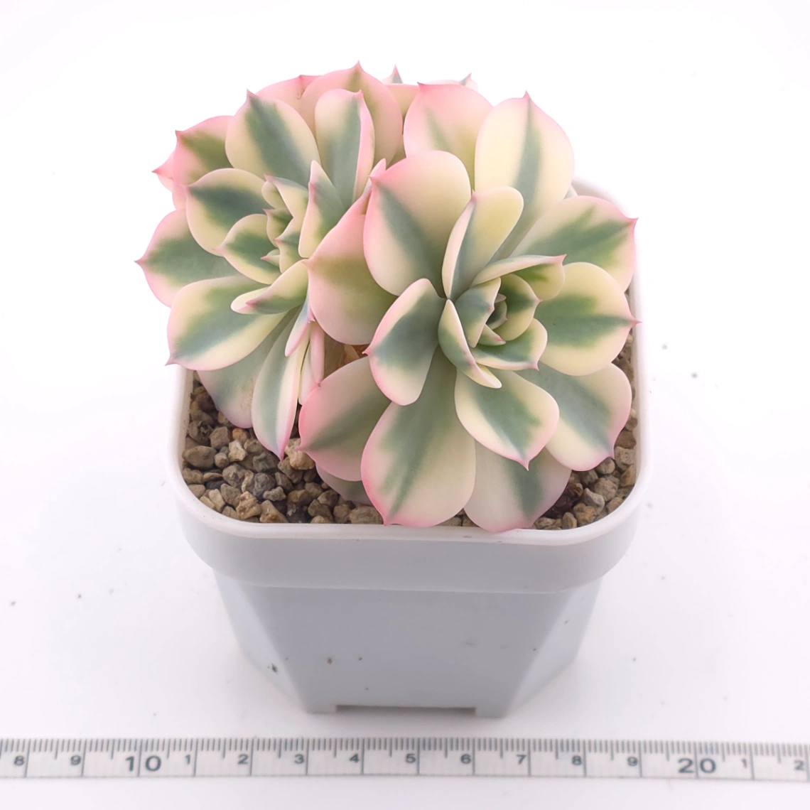 Echeveria ‘Lenore Dean / Compton Carousel’ variegated | 玉蝶錦 thumbnail 3