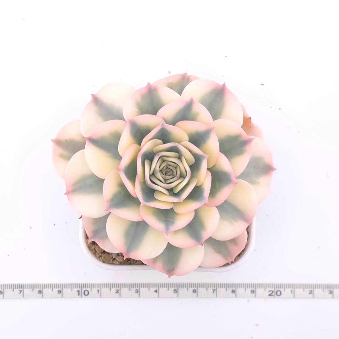 Echeveria ‘Lenore Dean / Compton Carousel’ variegated | 玉蝶錦 thumbnail 4