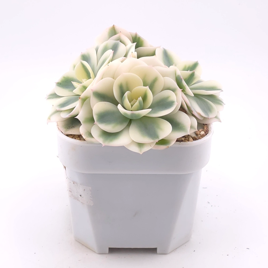 Echeveria ‘Lenore Dean / Compton Carousel’ variegated | 玉蝶錦 thumbnail 2