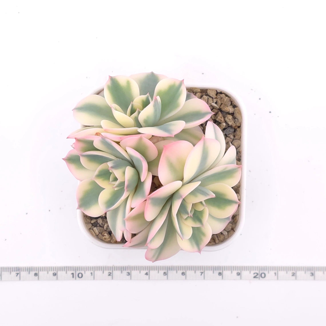 Echeveria ‘Lenore Dean / Compton Carousel’ variegated | 玉蝶錦 thumbnail 4