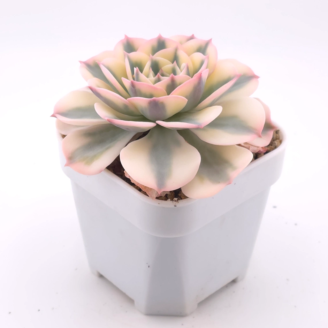 Echeveria ‘Lenore Dean / Compton Carousel’ variegated | 玉蝶錦 thumbnail 2