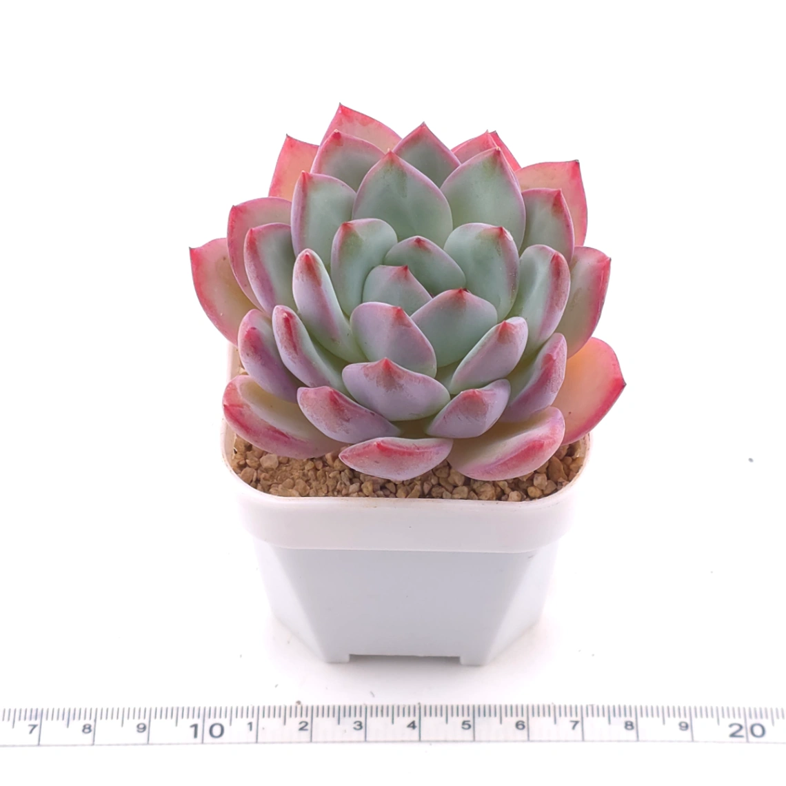 Echeveria ‘Lip Gloss | 唇彩 thumbnail 3