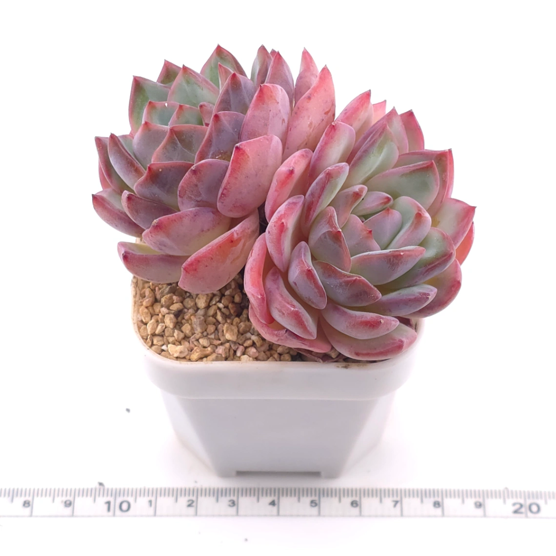 Echeveria ‘Lip Gloss | 唇彩 thumbnail 3