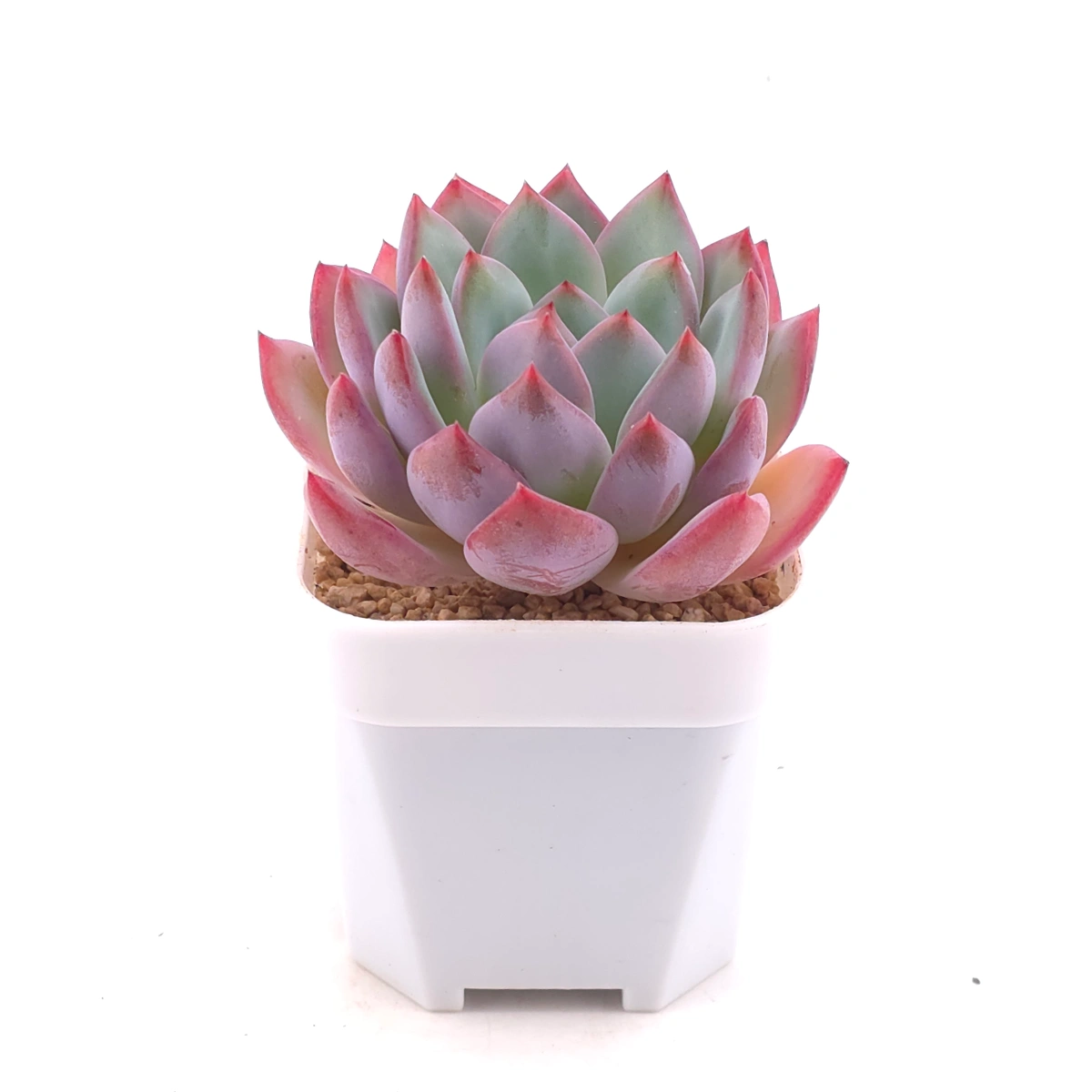 Echeveria ‘Lip Gloss | 唇彩 thumbnail 2