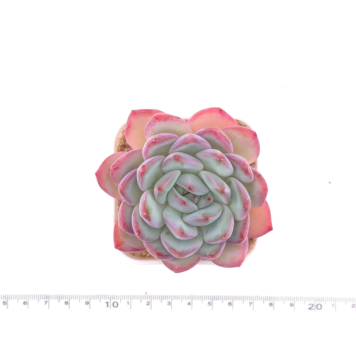 Echeveria ‘Lip Gloss | 唇彩 thumbnail 4