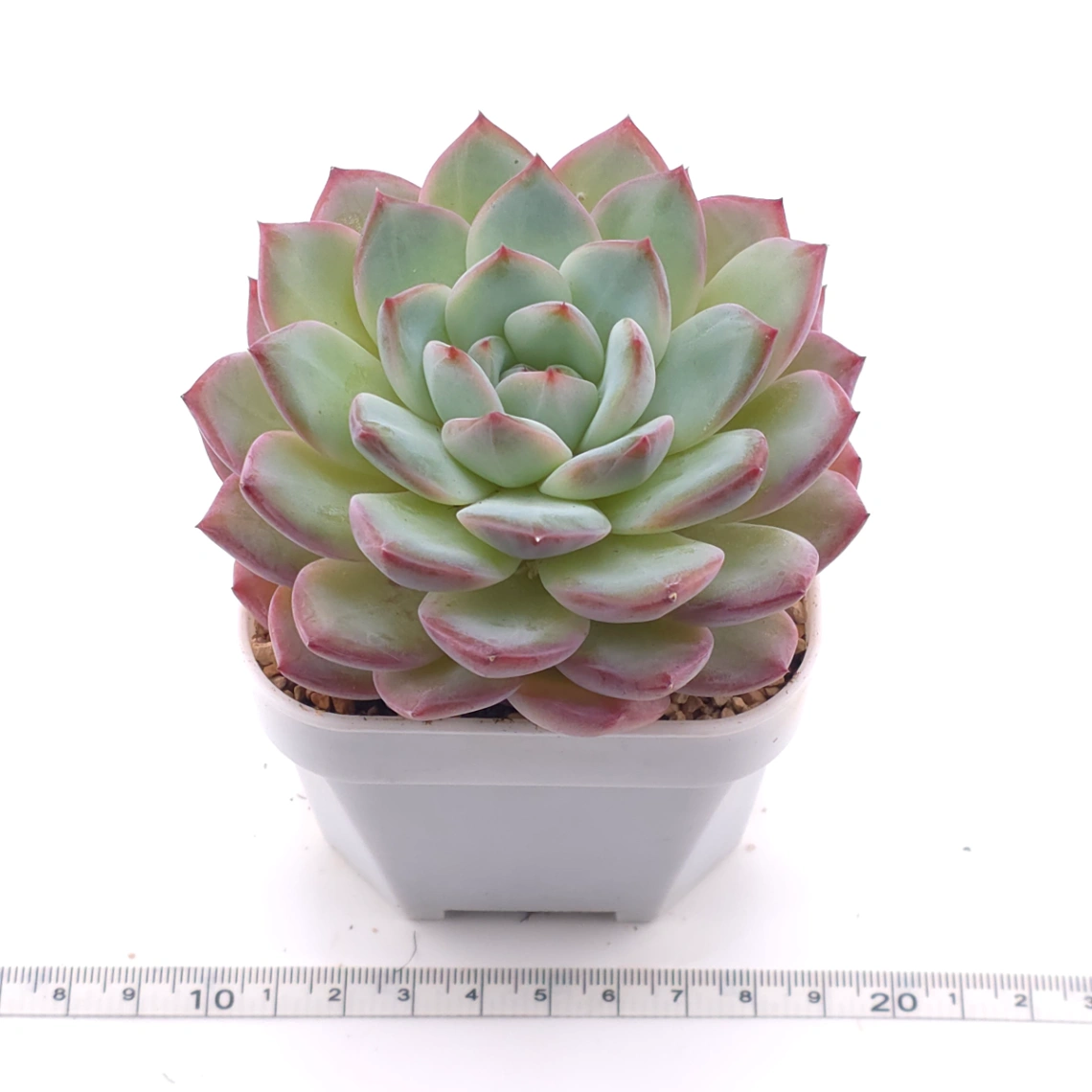 Echeveria ‘Lip Gloss | 唇彩 thumbnail 3