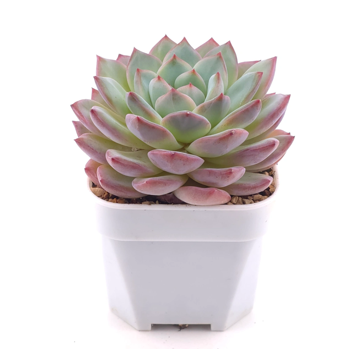 Echeveria ‘Lip Gloss | 唇彩 thumbnail 2