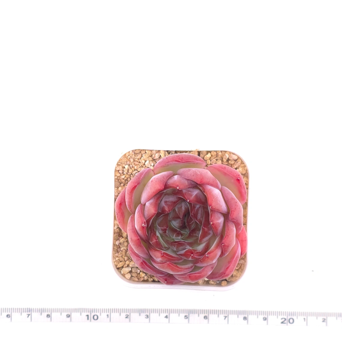 Echeveria ‘Lip Gloss | 唇彩 thumbnail 4