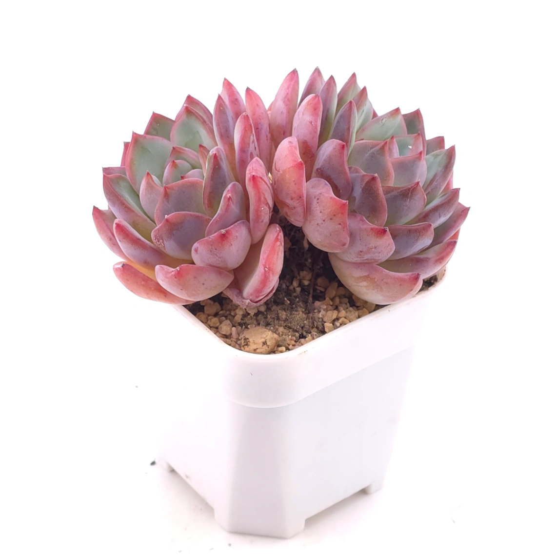 Echeveria ‘Lip Gloss | 唇彩 thumbnail 2
