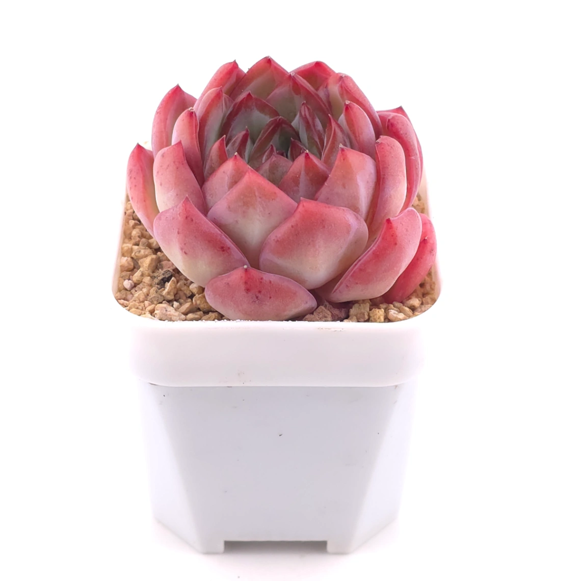 Echeveria ‘Lip Gloss | 唇彩 thumbnail 2