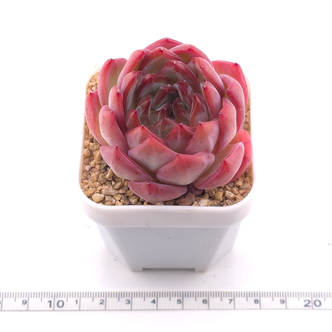Echeveria ‘Lip Gloss | 唇彩 thumbnail 3