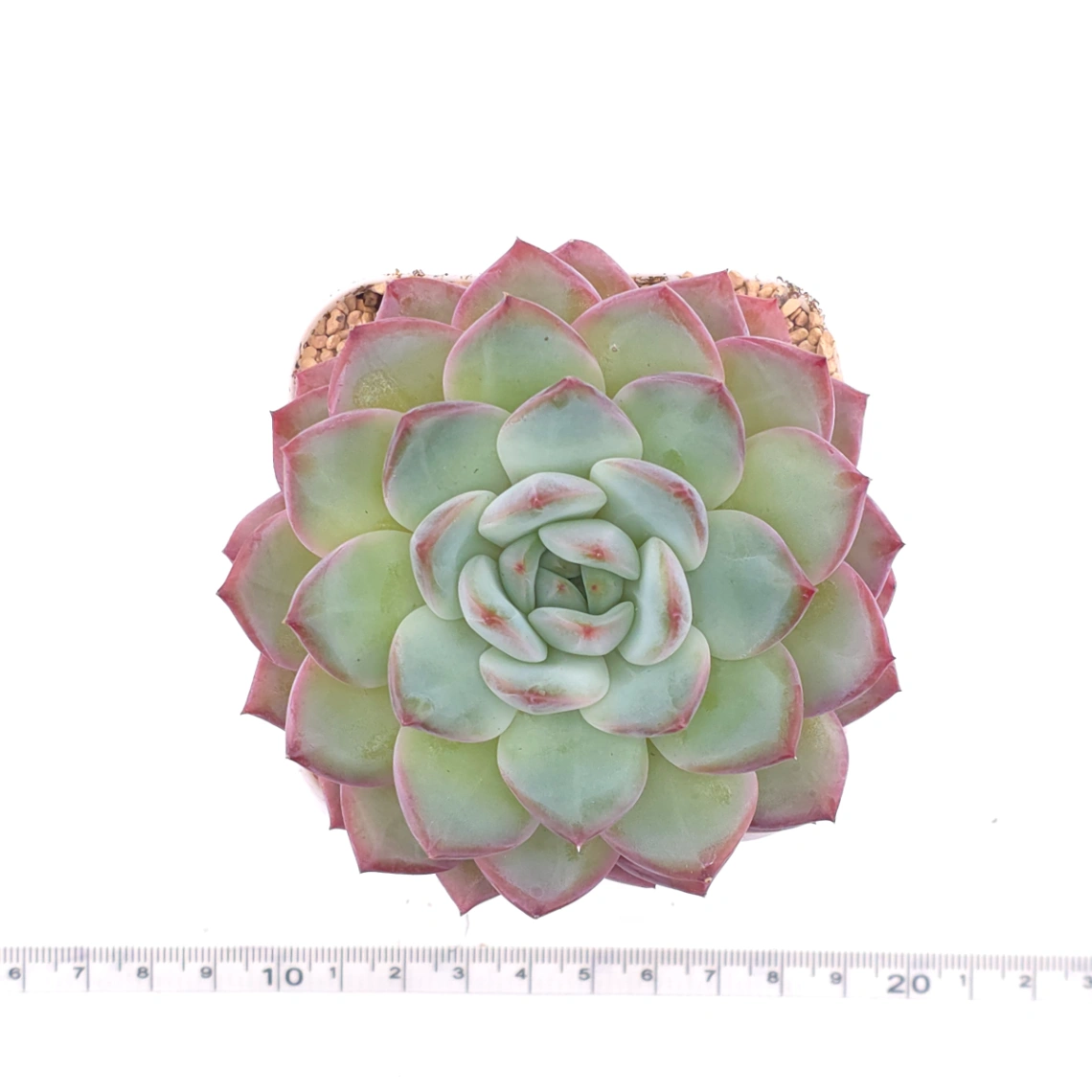 Echeveria ‘Lip Gloss | 唇彩 thumbnail 4
